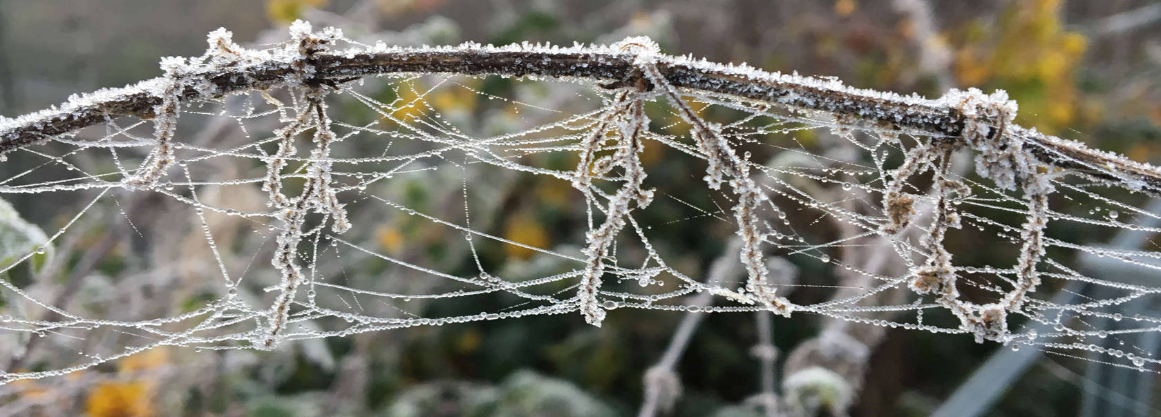 Permalink to: Der erste Frost